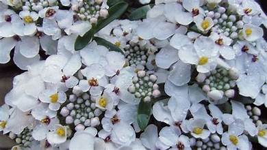 Candytuft 