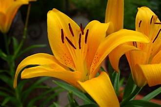 Lily flowers