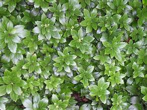 Pachysandra 