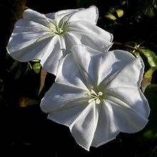 Moonflowers