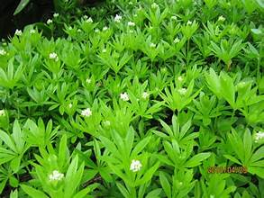 Sweet Woodruff 