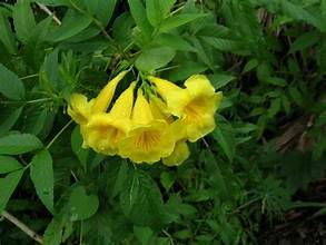 Yellow Bells