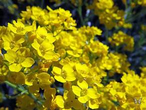 Basket-of-Gold ground cover plants