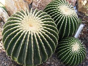 Golden Barrel Cactus