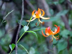 Turk’s Cap Lily