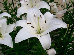 Casa Blanca’ Lily