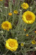 Desert Marigold