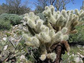 Jumping Cholla 