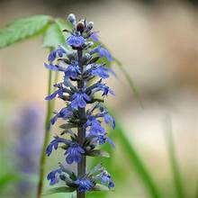 Ajuga Ground Cover plant