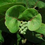 Sea Grapes