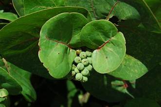 Sea Grapes