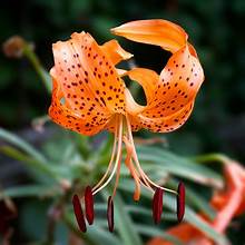 Tiger Lily