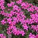 Ground cover plants