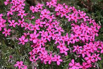 Ground cover plants