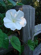 Moonflowers