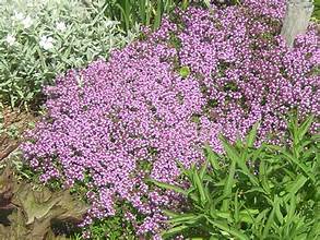 Creeping Thyme ground cover plants