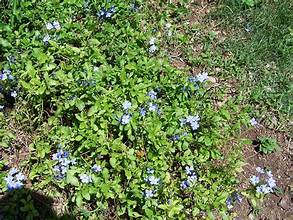 Ground cover plants