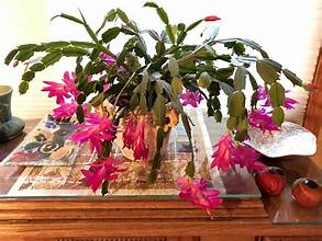 Christmas Cactus hanging plant