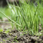 Growing Green Onions