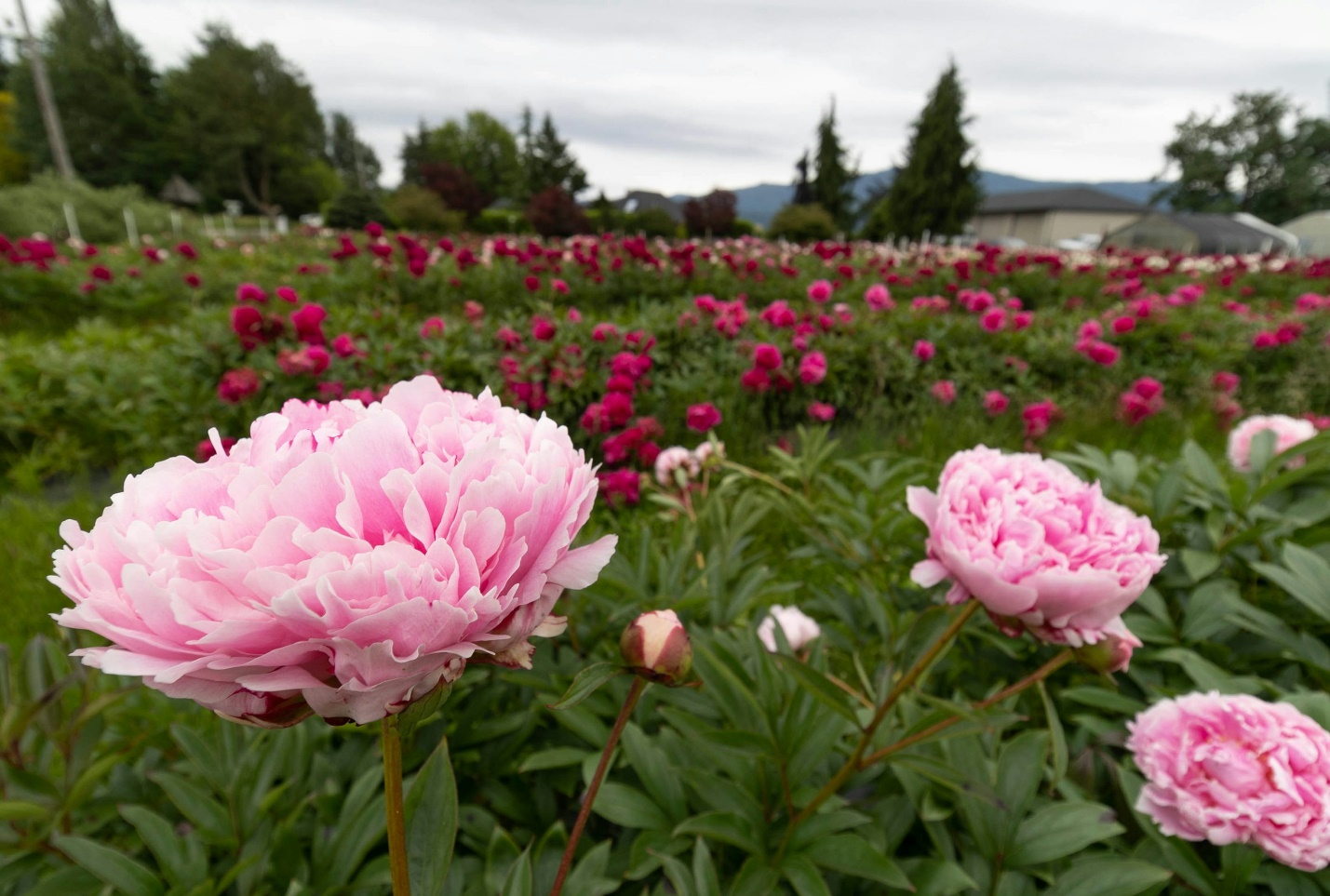 Peonies