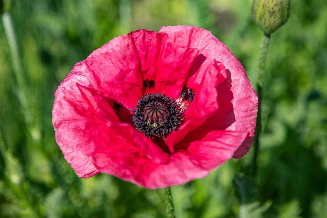 Oriental Poppy