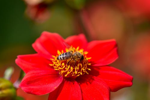 Bee Balm