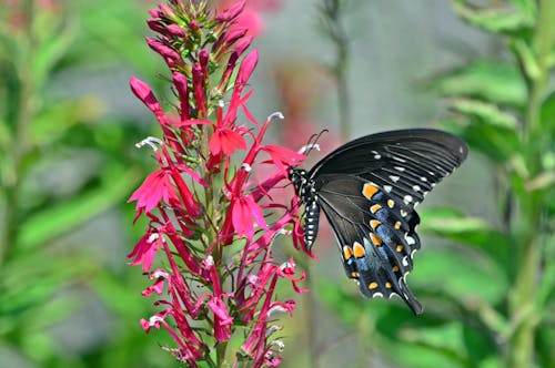 Free Black Swallowtail on a Cardinal Flower Stock Photo