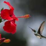 Hibiscus red Flower