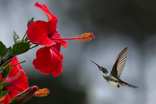 Hibiscus red Flower