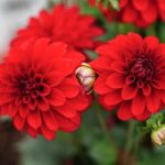 Red flowers