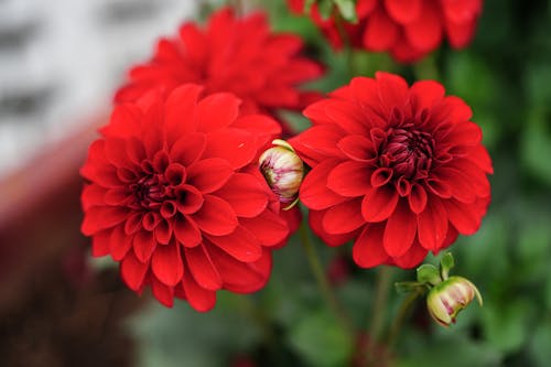 Red flowers