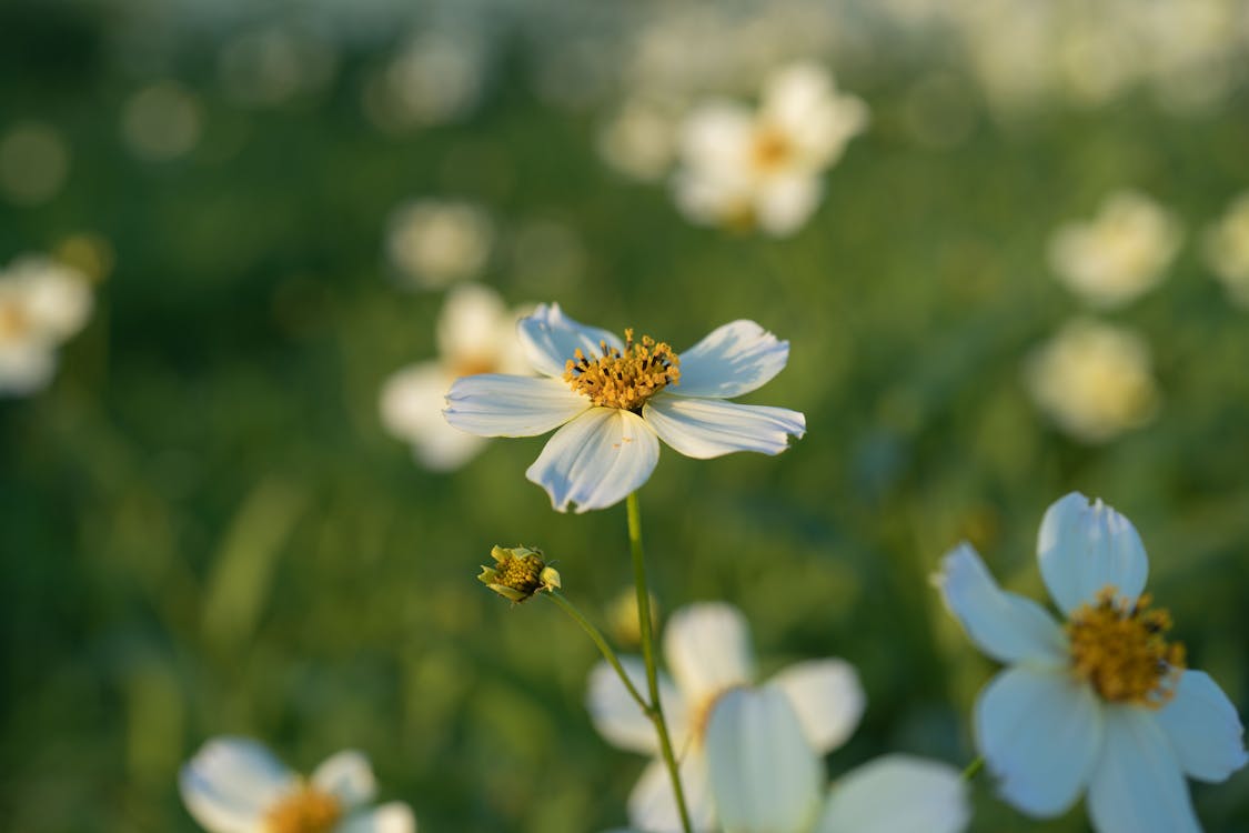 White flowers of cosmos