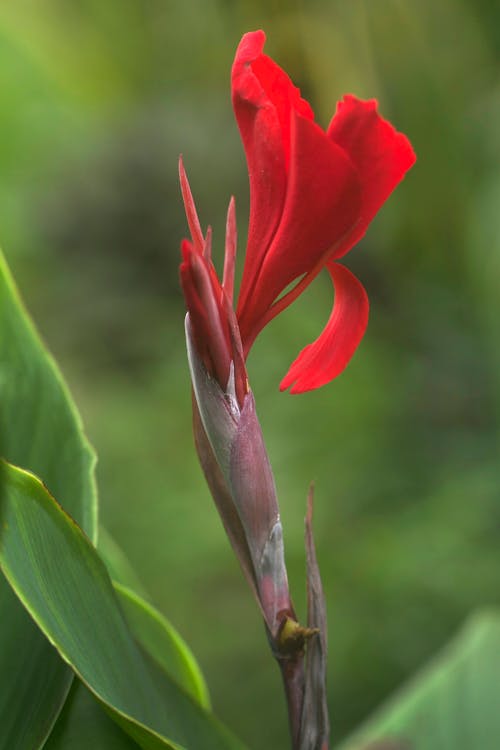 Canna plant