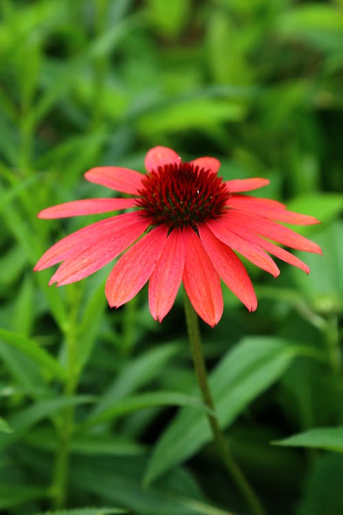 Coneflower