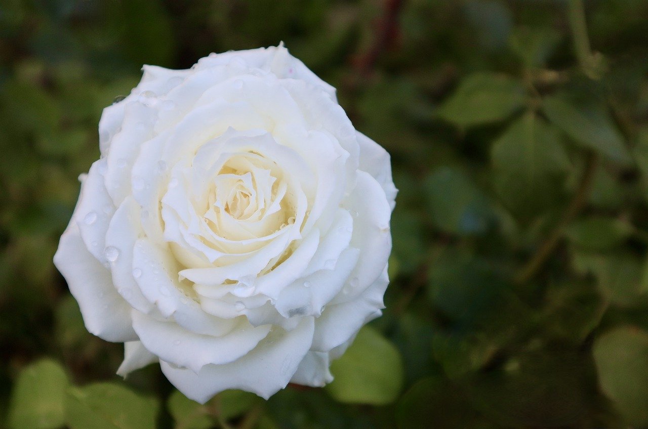 White roses