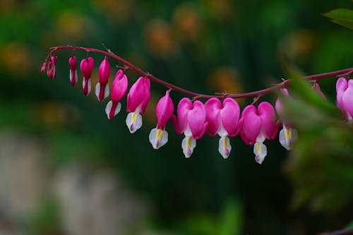 Bleeding Heart