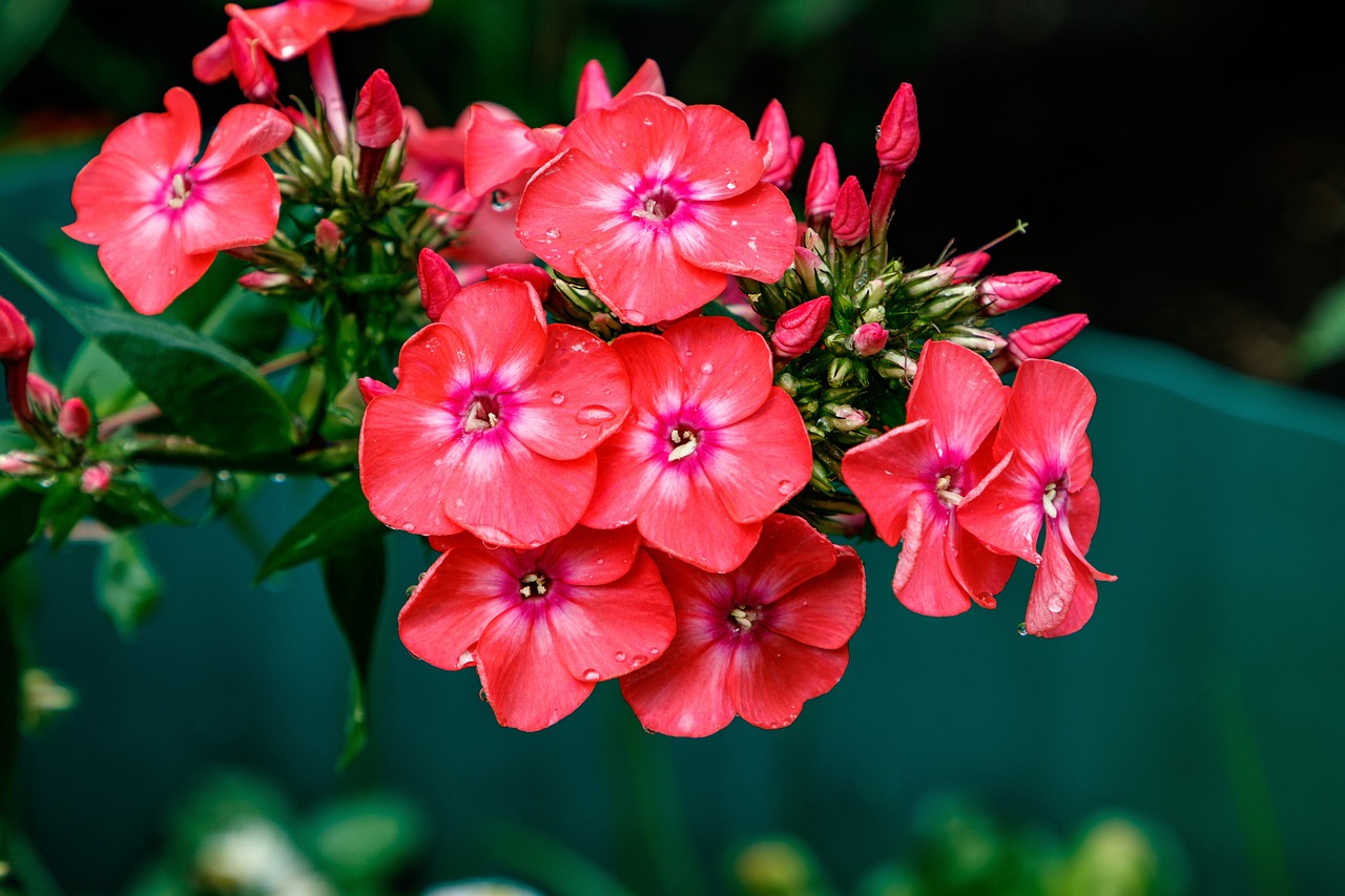 Phlox