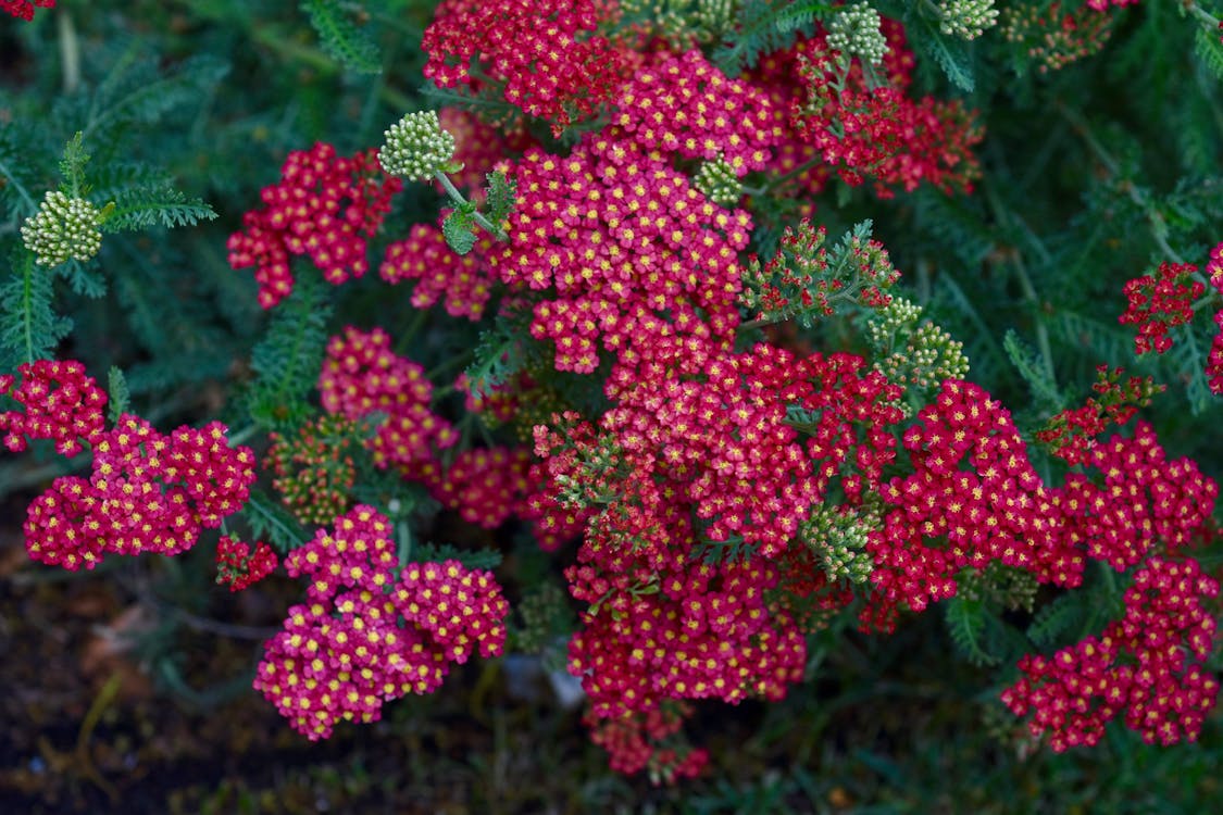 Yarrow