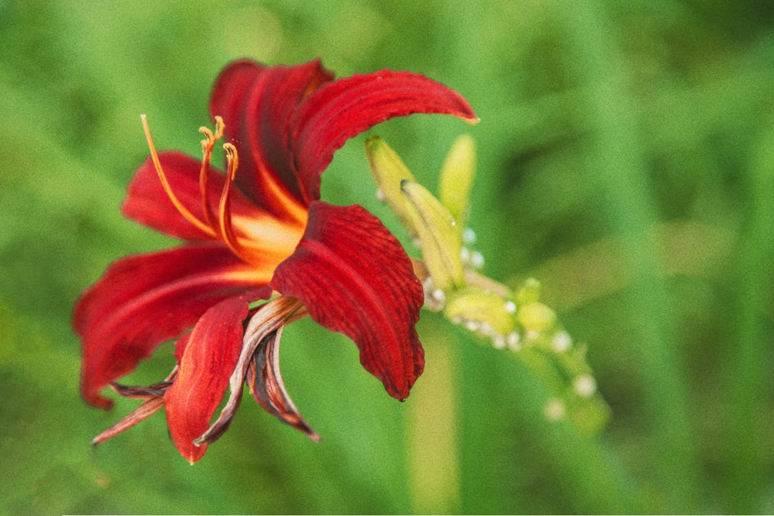 Daylily