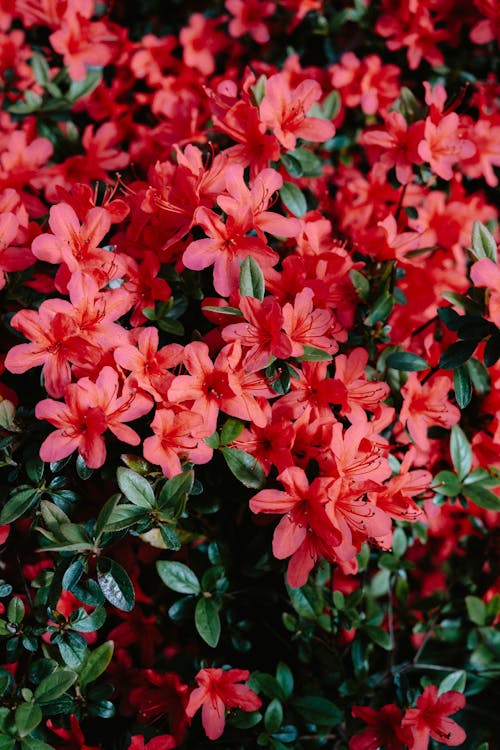 Azalea flowers