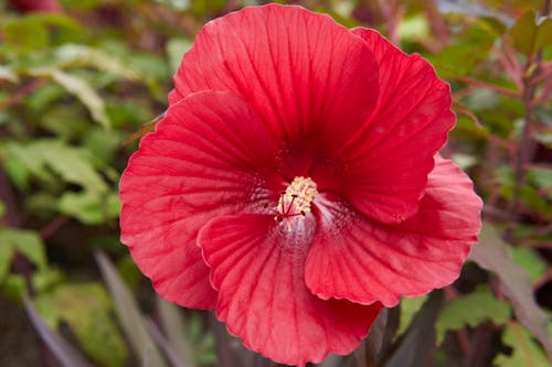 Hibiscus