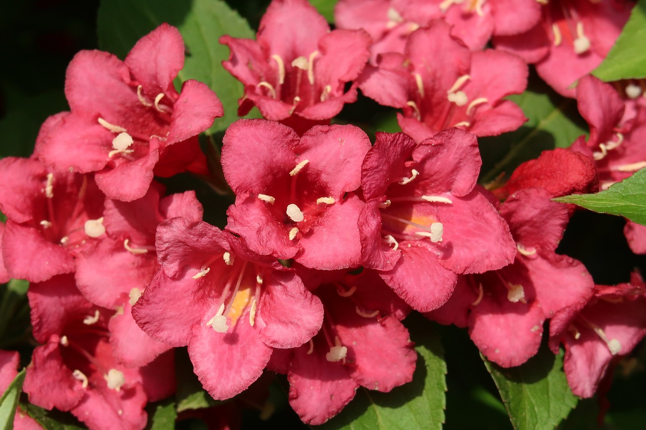 Weigela