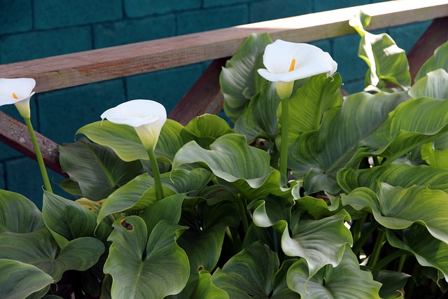 Calla lilies