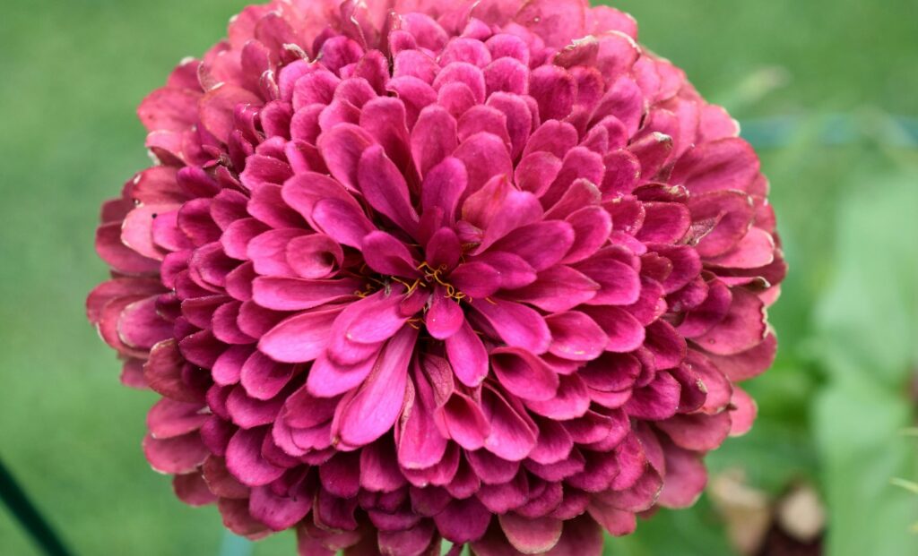 Chrysanthemum flower