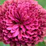 Chrysanthemum flower