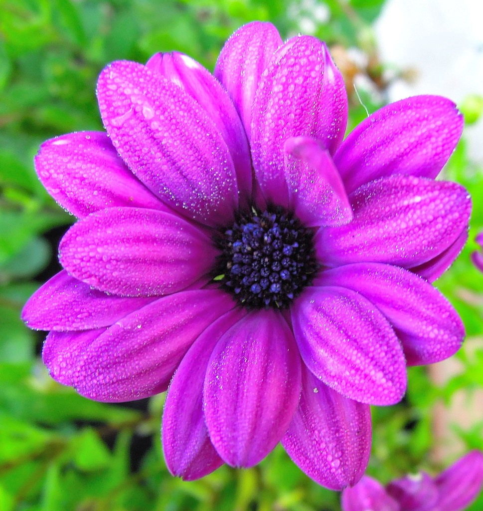 Purple flowers