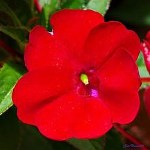 Impatiens