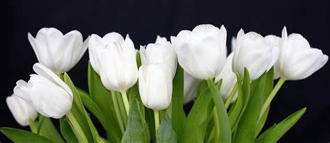 White tulips