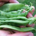 Snow peas