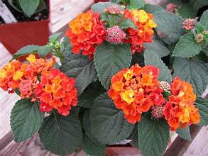 Lantana